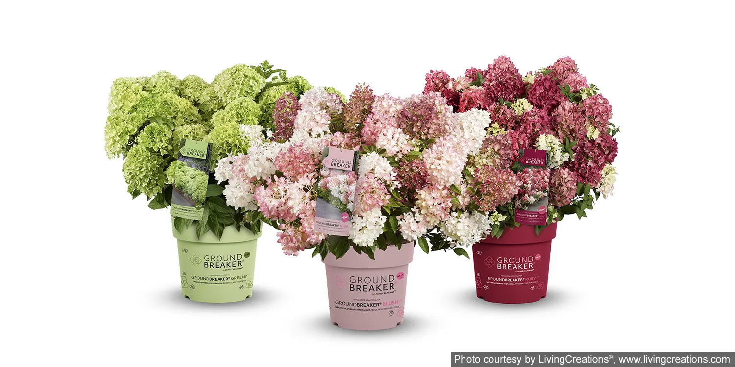 odmiany Groundbreaker Blush Ruby Greeny - porównanie barw kwiatostanów