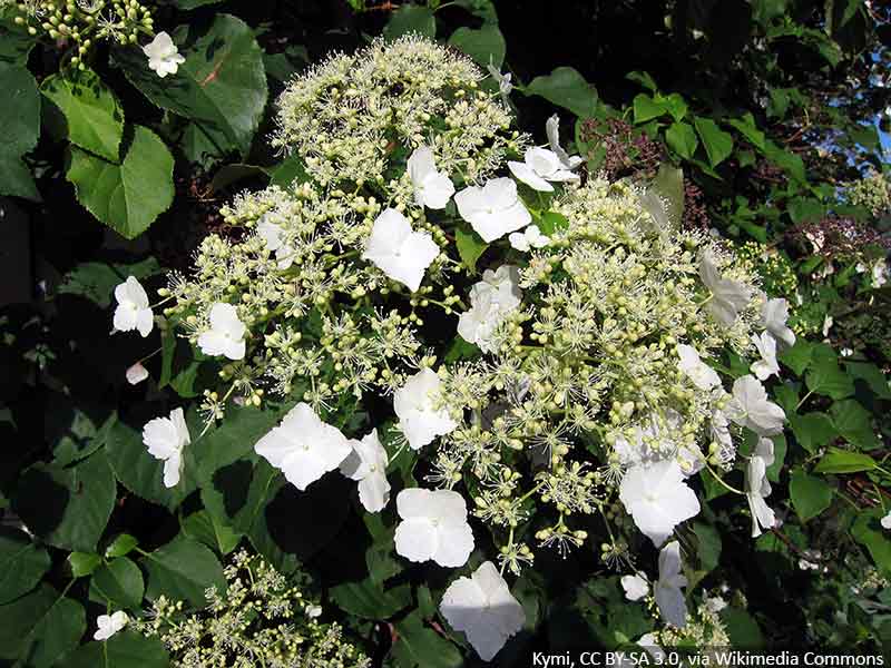 hortensja-pnaca-uprawa