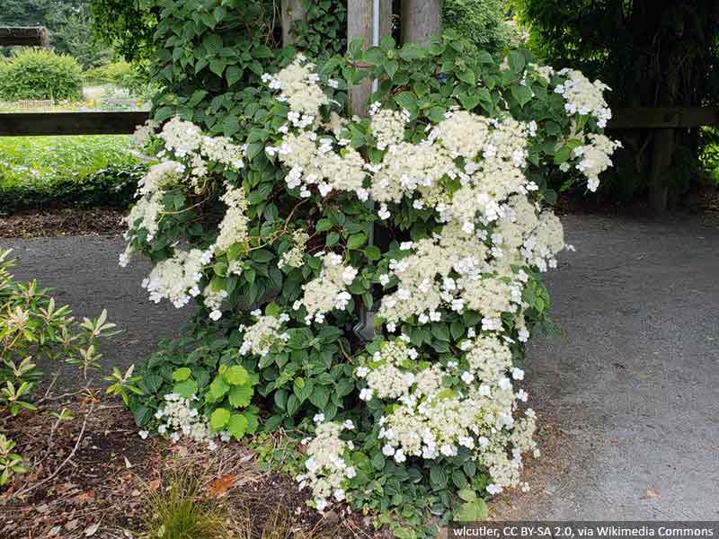 hortensja-pnaca-kwiaty