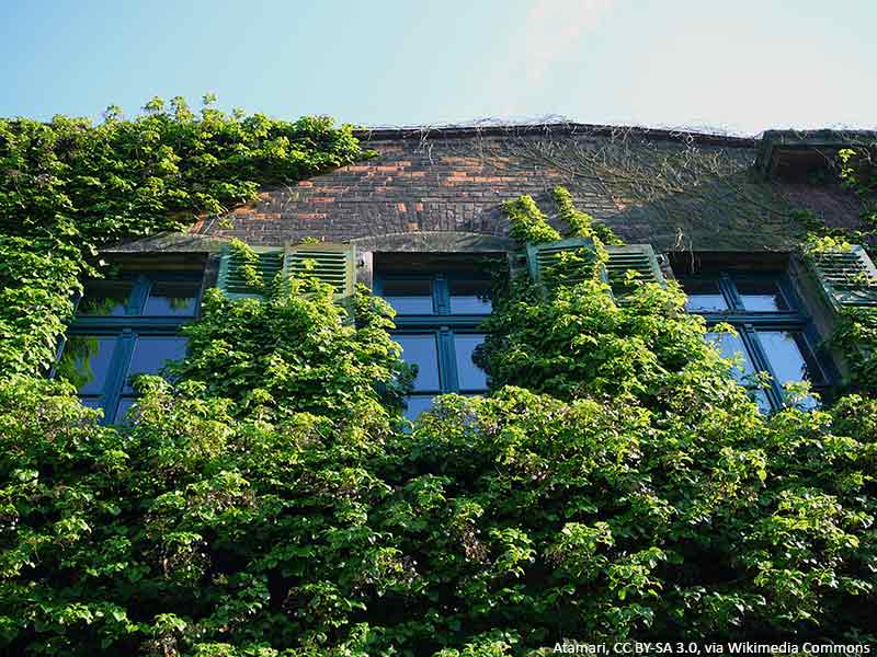 hortensja-pnaca-pielegnaca