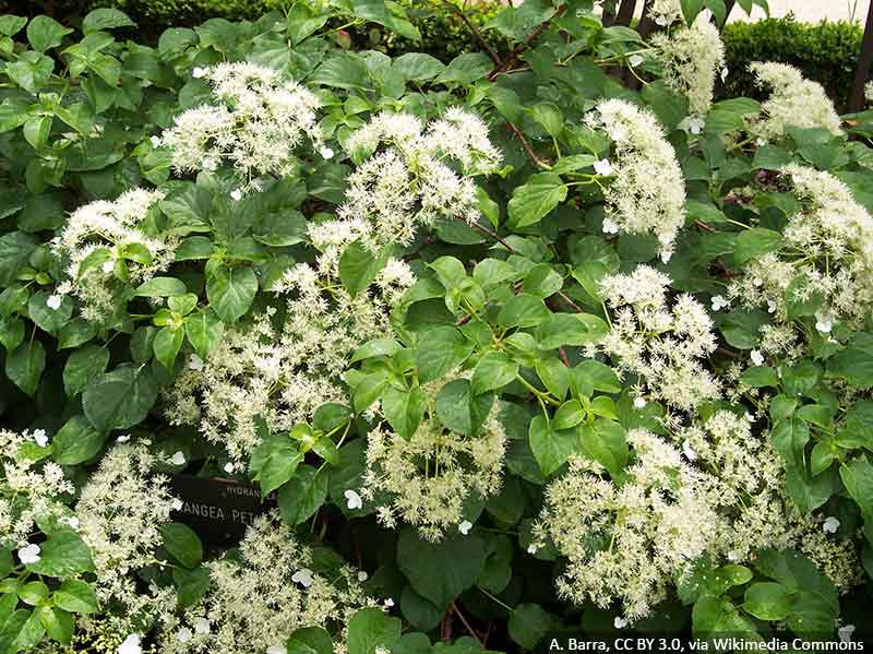 hortensja-pnaca-pnacze-do-cienia