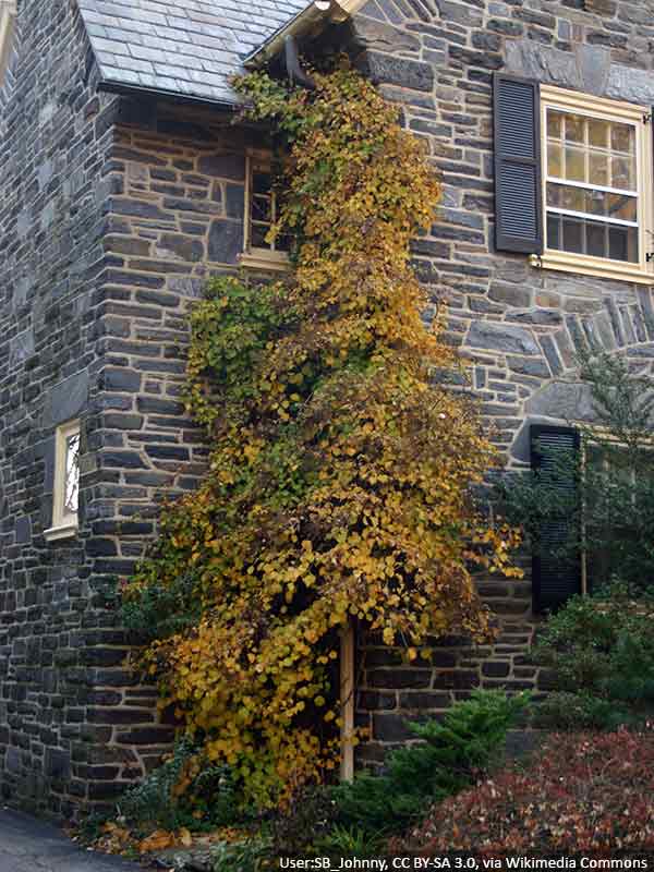 hortensja-pnaca-sadzonki