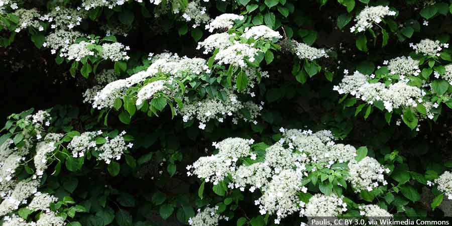 hortensja-pnaca-cena