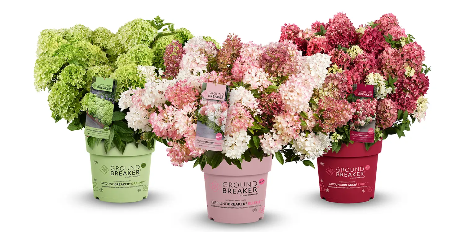 kwitnące hortensje z serii Groundbreaker - 'Greeny', 'Blush' i 'Ruby'