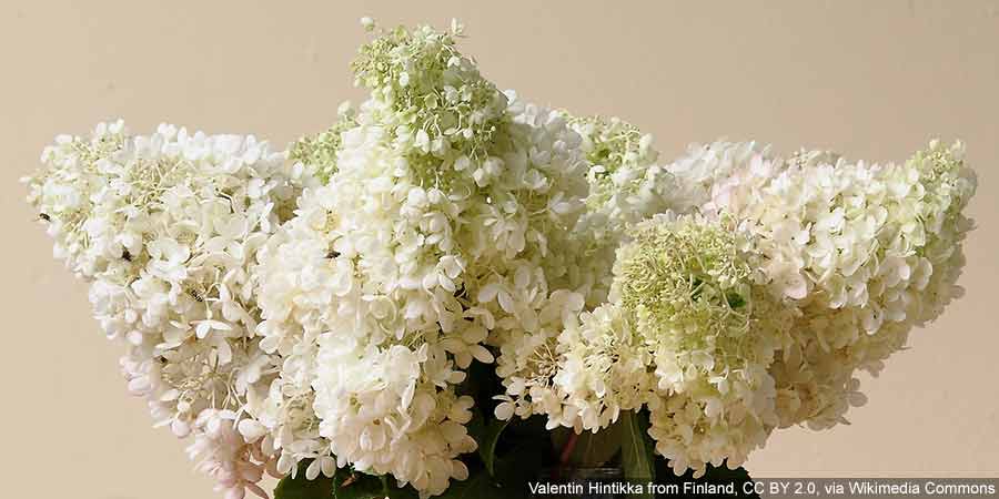 Kwiaty hortensji bukietowej Grandiflora