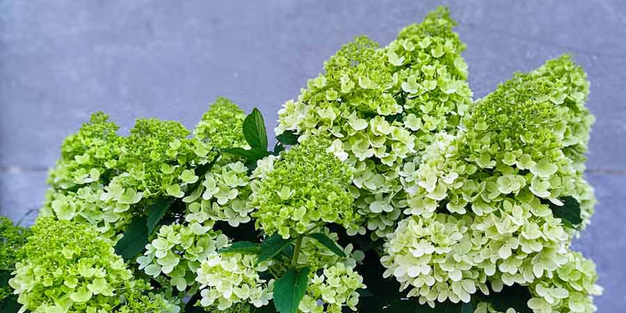Kwiaty hortensji bukietowej Mojito