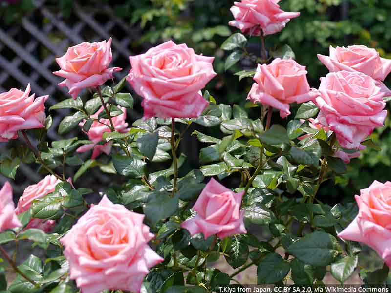 kwitnace-roze-w-ogrodzie