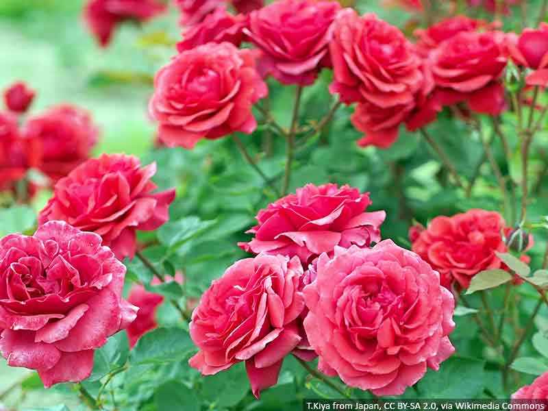 czerwone-sadzonki-roz