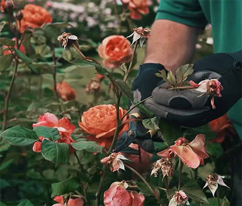 usuwanie-przekwitlych-kwiatow-roz