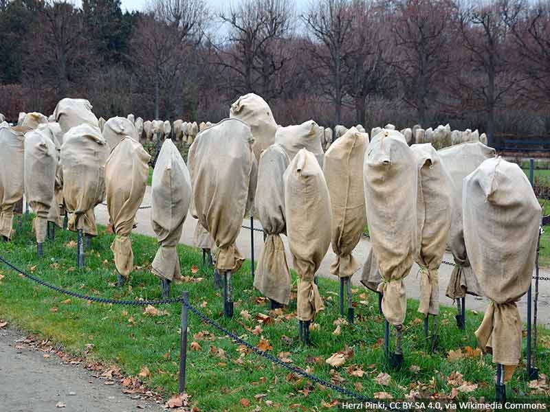 jak-zabezpieczyc-roze-na-zime