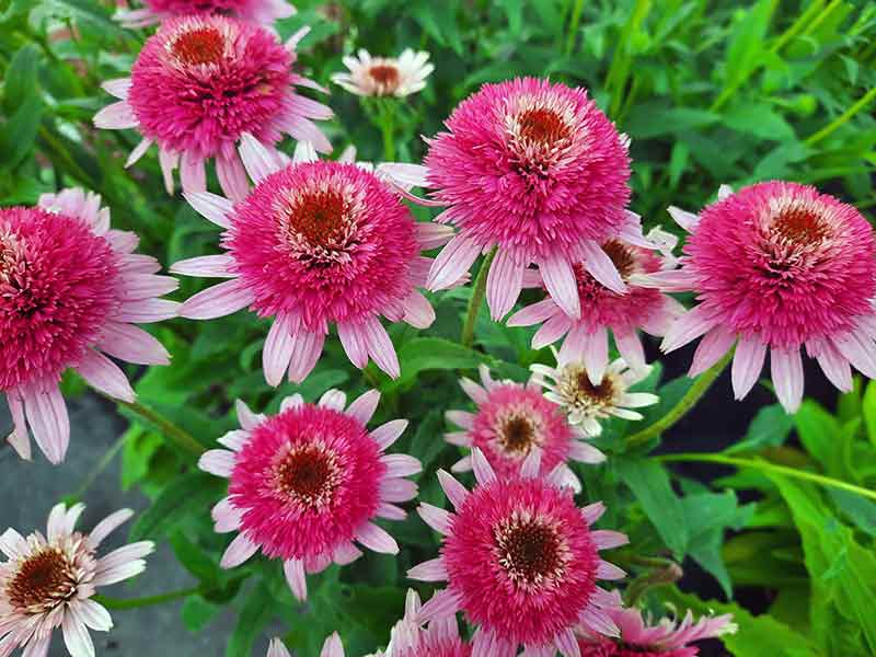 jezowka butterfly kisses