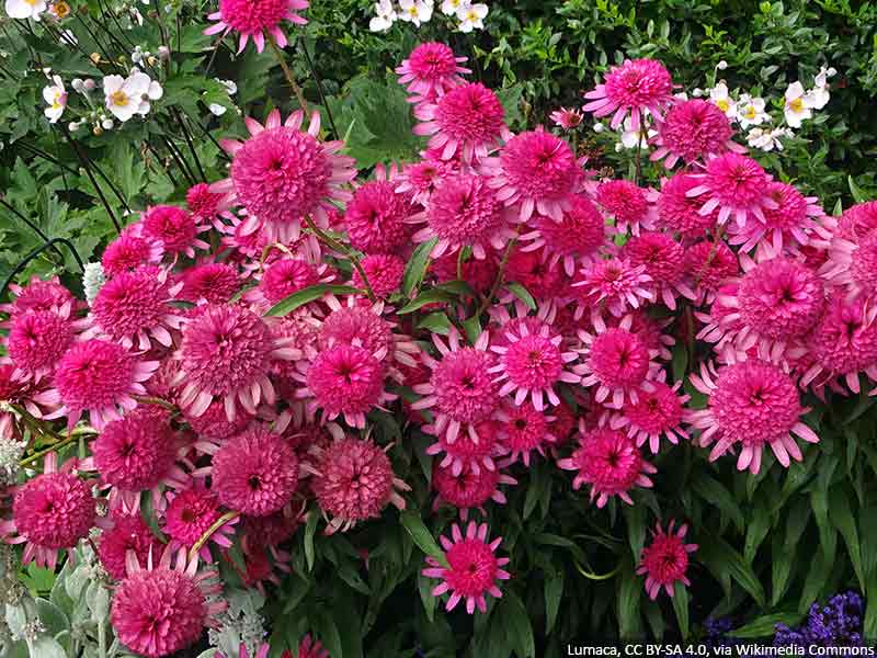 jezowka o pelnych kwiatach