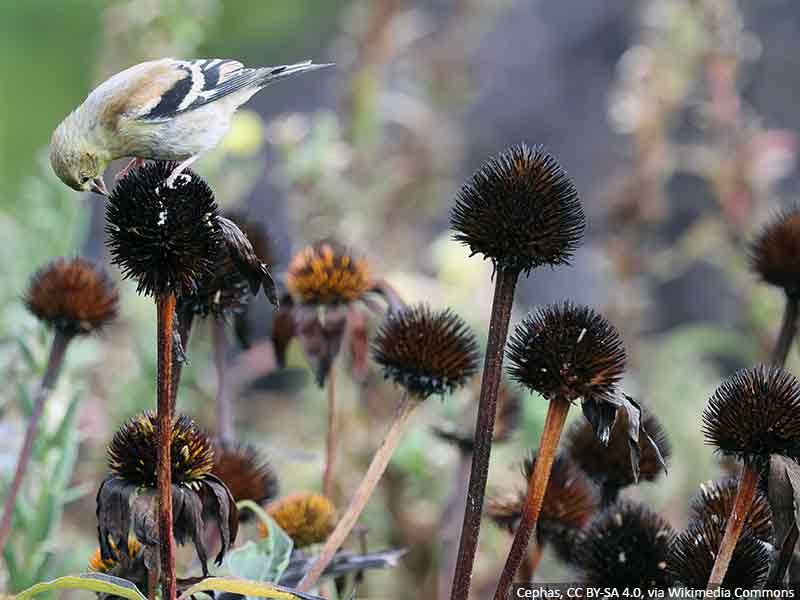 jezowka po kwitnieniu