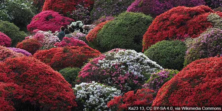 Azalie japońskie w pełni kwitnienia w kwietniu – kwiaty w kolorze różowym pokrywające cały krzew