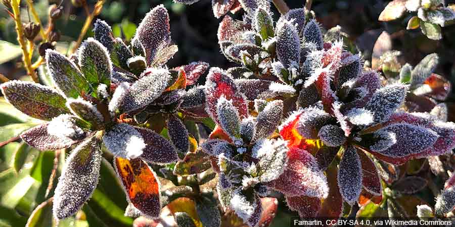 Azalie japońskie w zimie – szron na liściach azalii