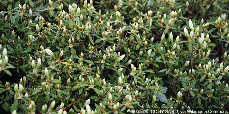 Pąki kwiatowe azalii japońskiej