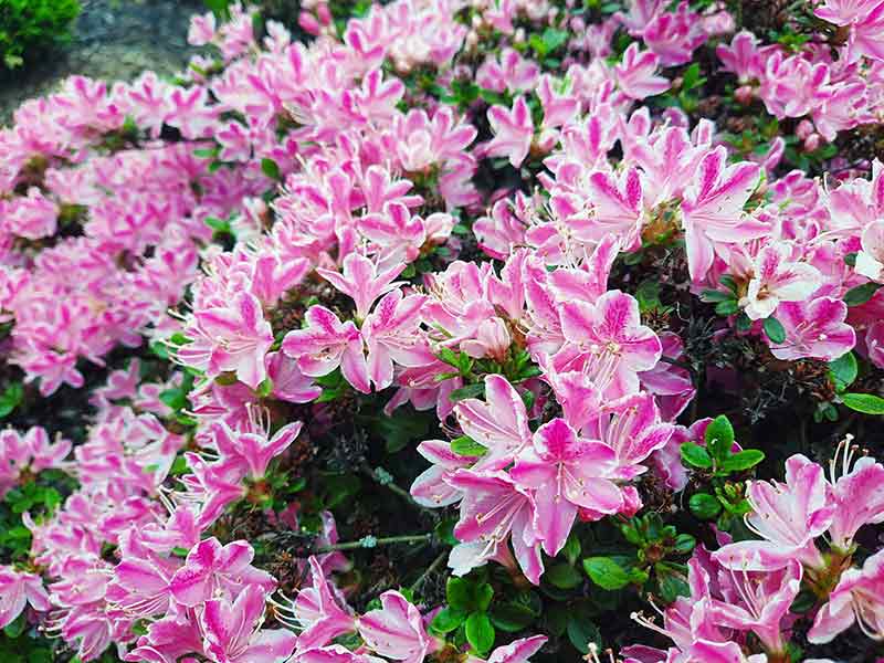 azalia-kermesina-rose-sadzonki