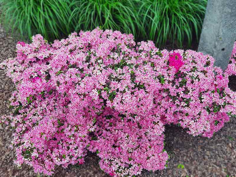 azalia-kermesina-rose-jak-wyglada