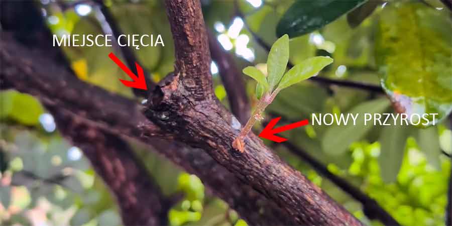 nowy pęd wyrastający po przycięciu rododendrona