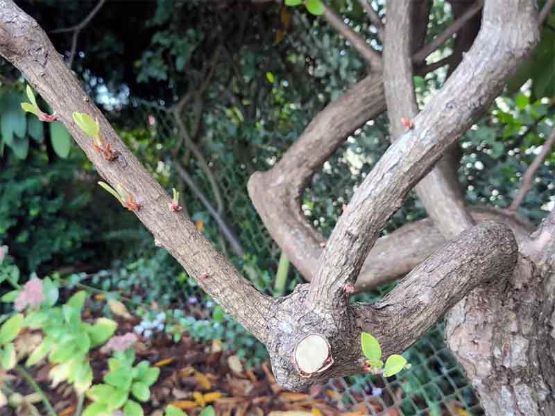 rododendron-stanowisko