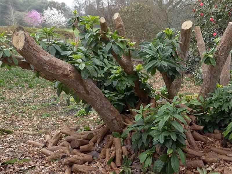 rozanecznik-kwitnienie