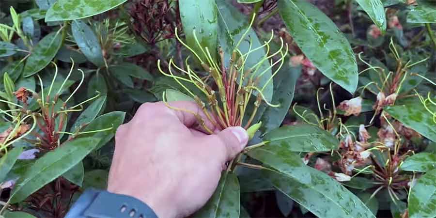 ręczne wyłamywanie kwiatostanów rododendrona po kwitnieniu