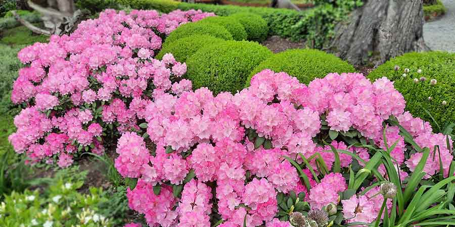 unikanie błędów  w cięciu rododendrona to klucz do obfitego kwitnienia