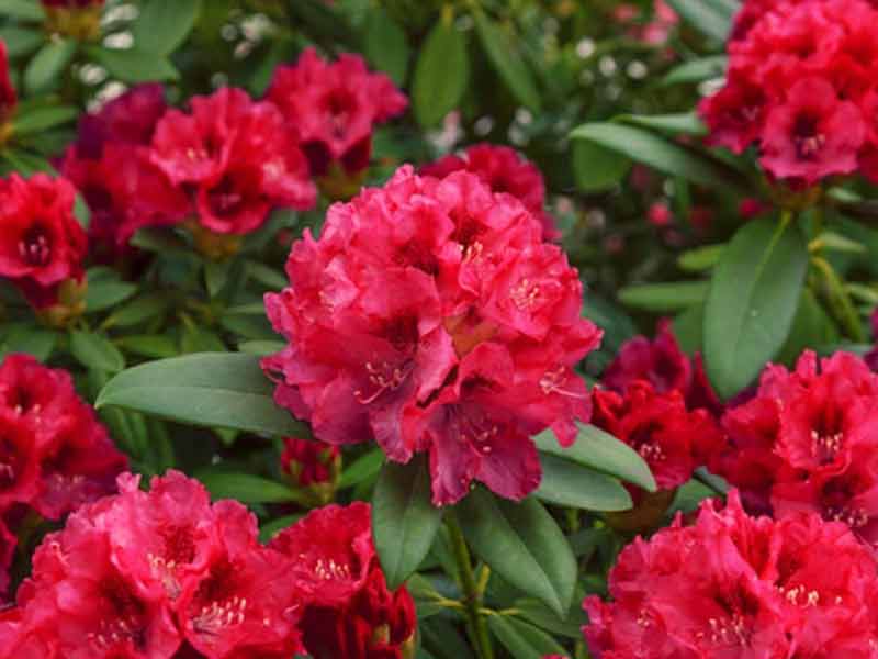 czerwone kwiaty rododendrona w odmianie Taragona