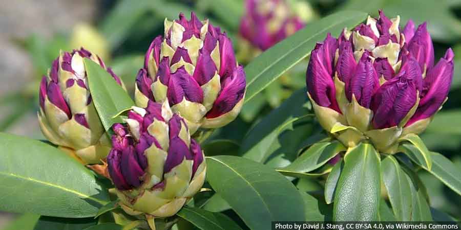 rozanecznik-paki-kwiatowe