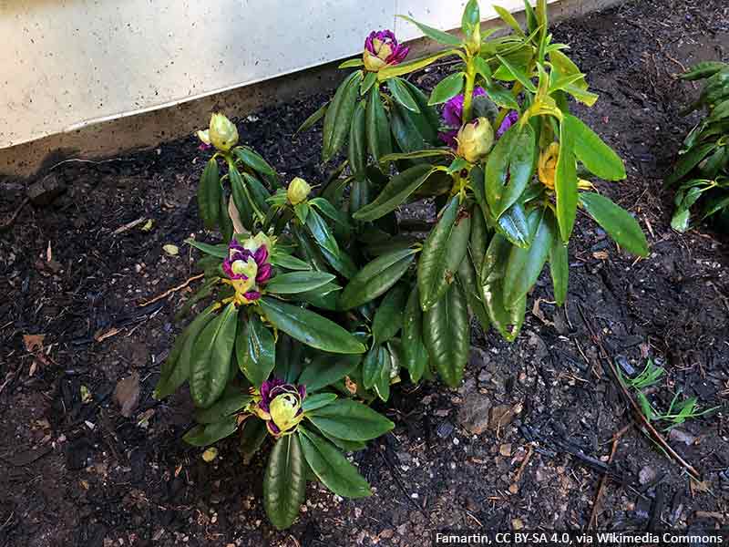 rozanecznik-sadzenie