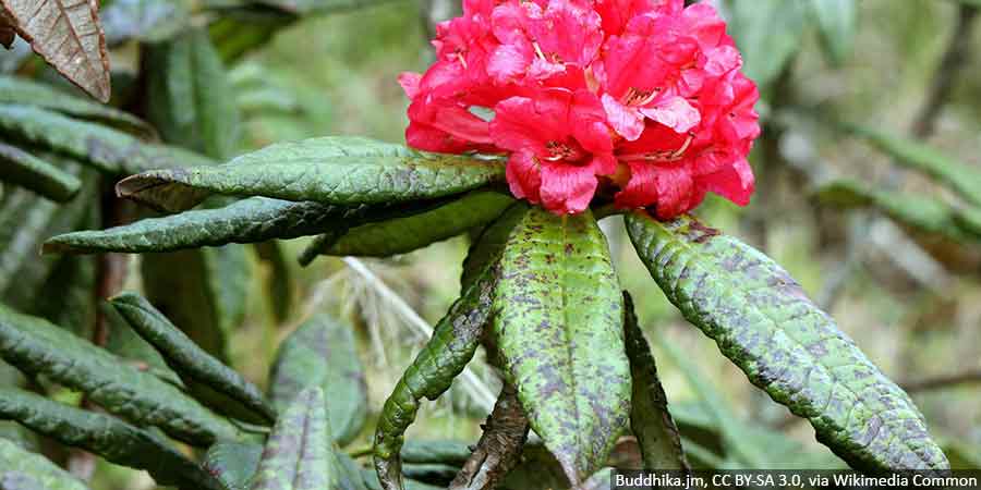 choroby-rododendronow