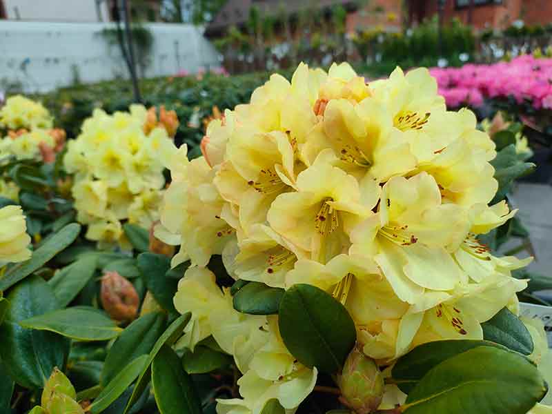 rododendron-zolty-sadzonki