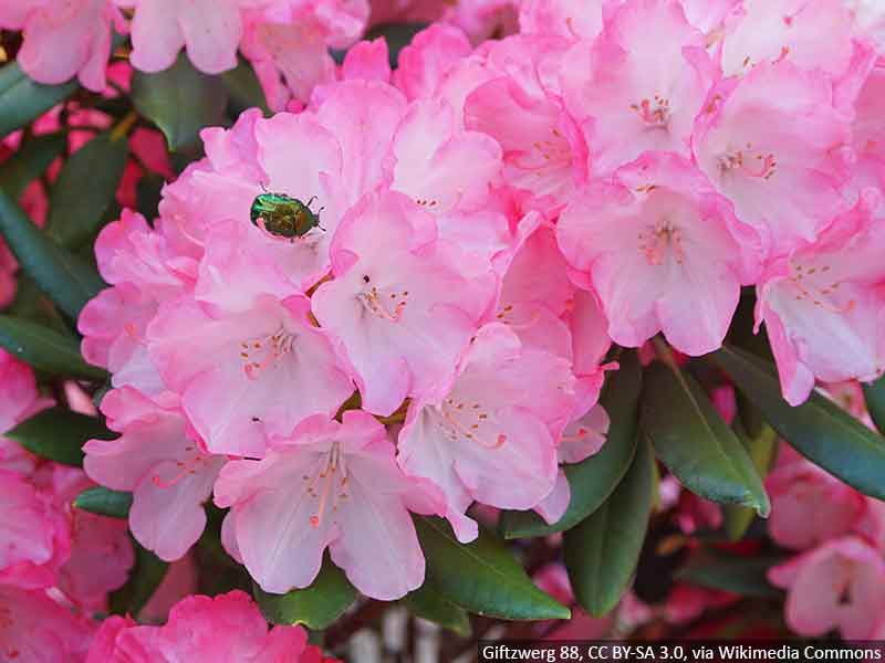 rododendron-rozowy-sadzonki