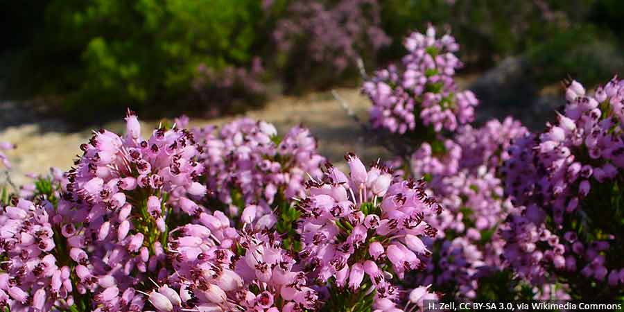 wrzosiec-kwitnace-sadzonki