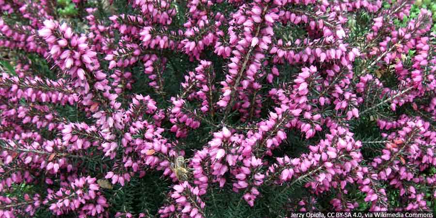 jak-podlewac-wrzosce