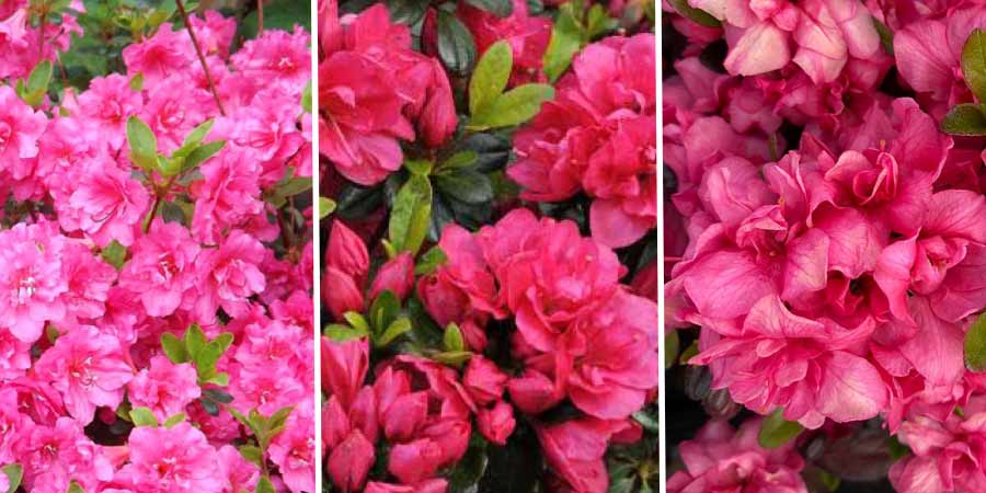porównanie kwiatów różowych azalii japońskich
