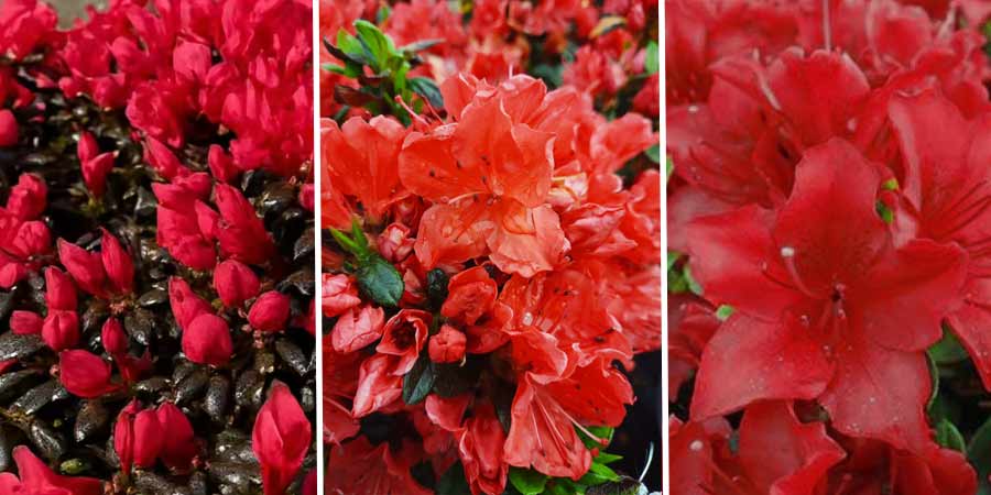 porównanie kwiatów czerwonych azalii japońskich