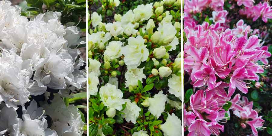 porównanie kwiatów białych i dwukolorowych azalii japońskich