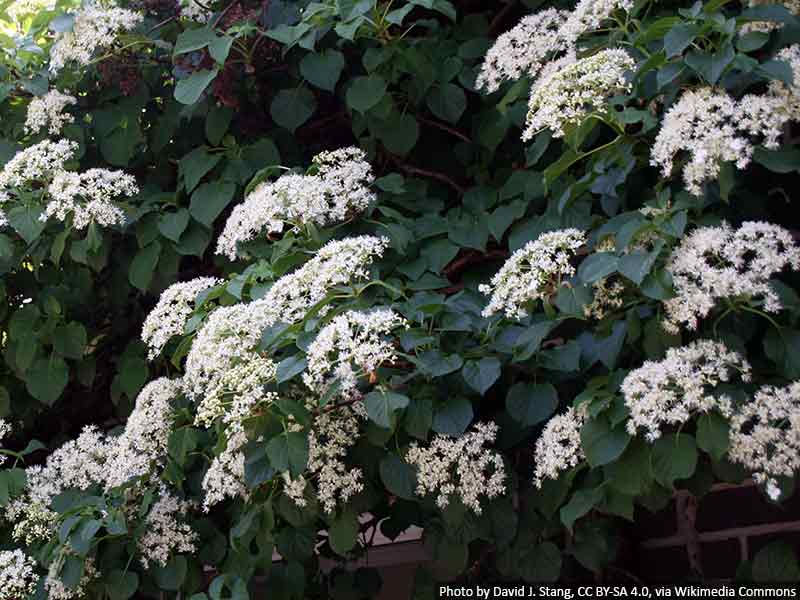 hortensja-pnaca-petiolaris