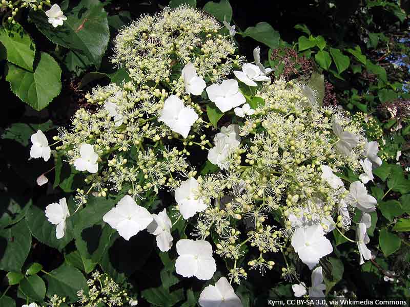 hortensja-pnaca-sadzonki