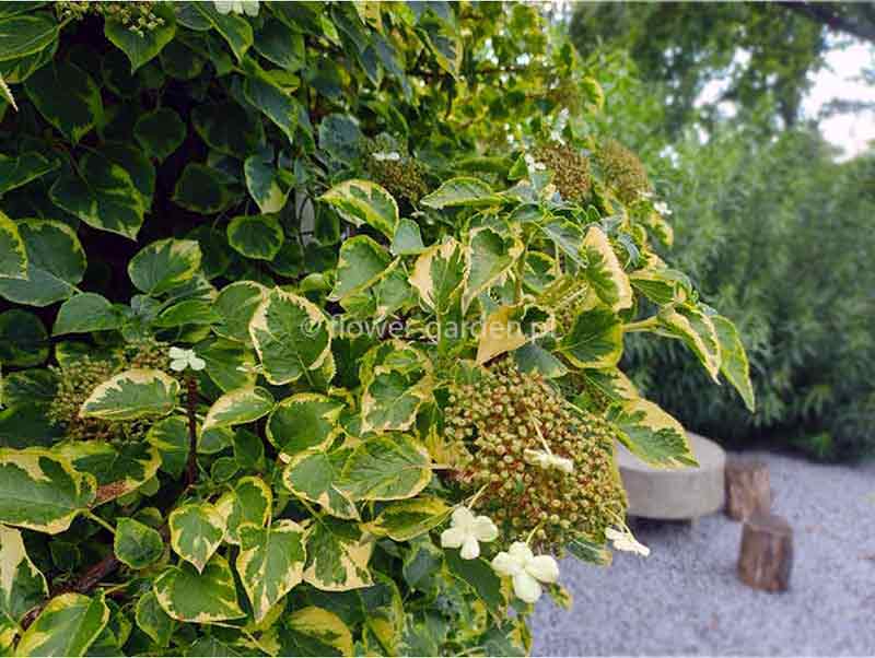 hortensja-pnaca-mirranda-sadzonki