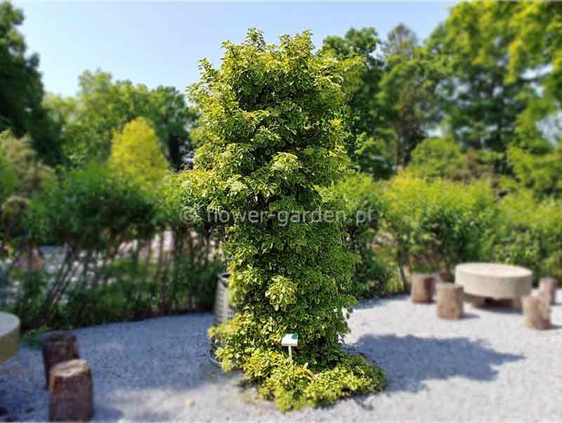 hortensja-pnaca-mirranda 