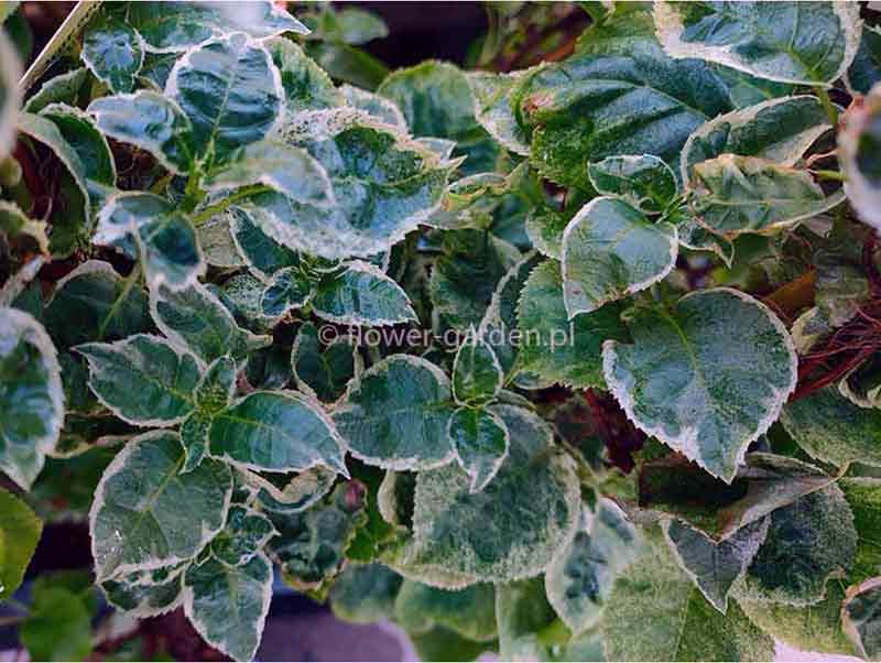 hortensja-pnaca-take-a-chance