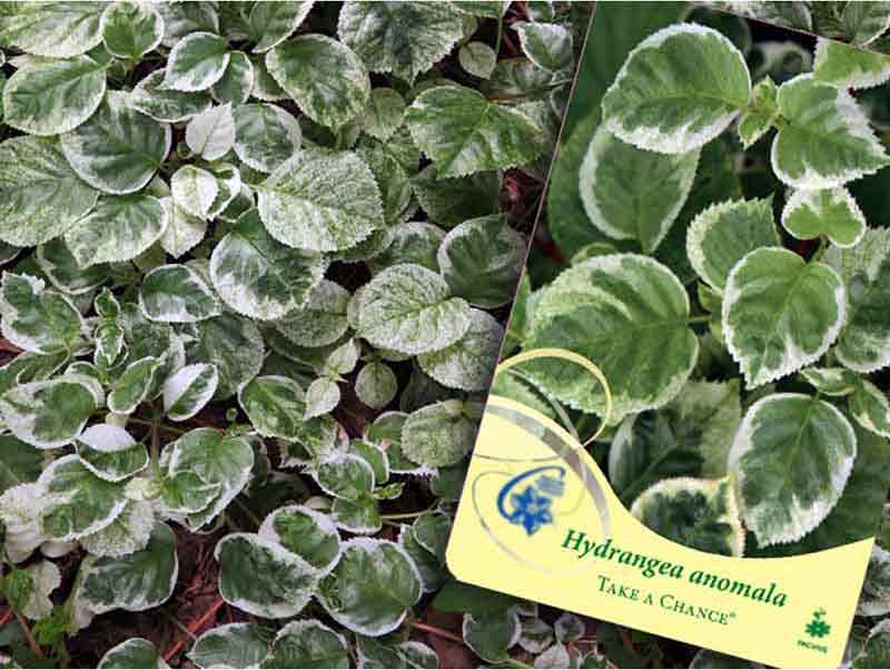 hortensja-pnaca-take-a-chance-sadzonki