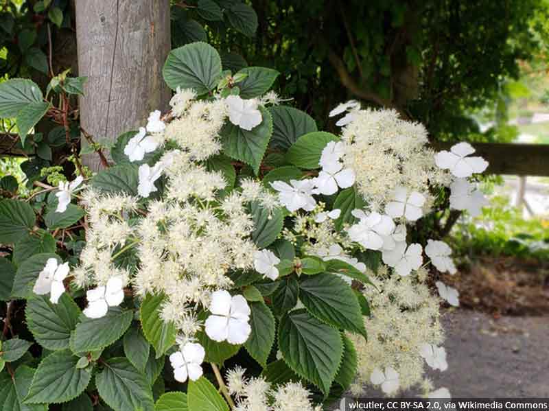 hortensja-pnaca-cordifolia-kwiaty