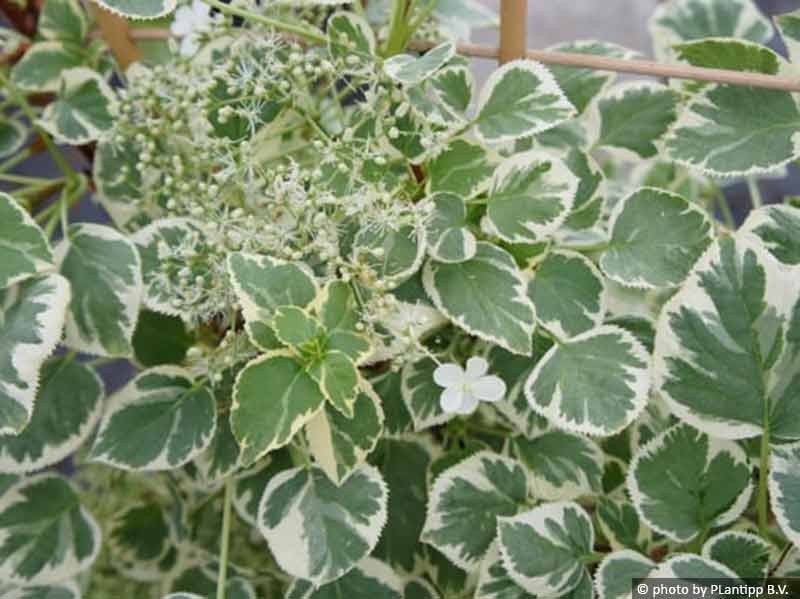 hortensja-pnaca-silver-lining