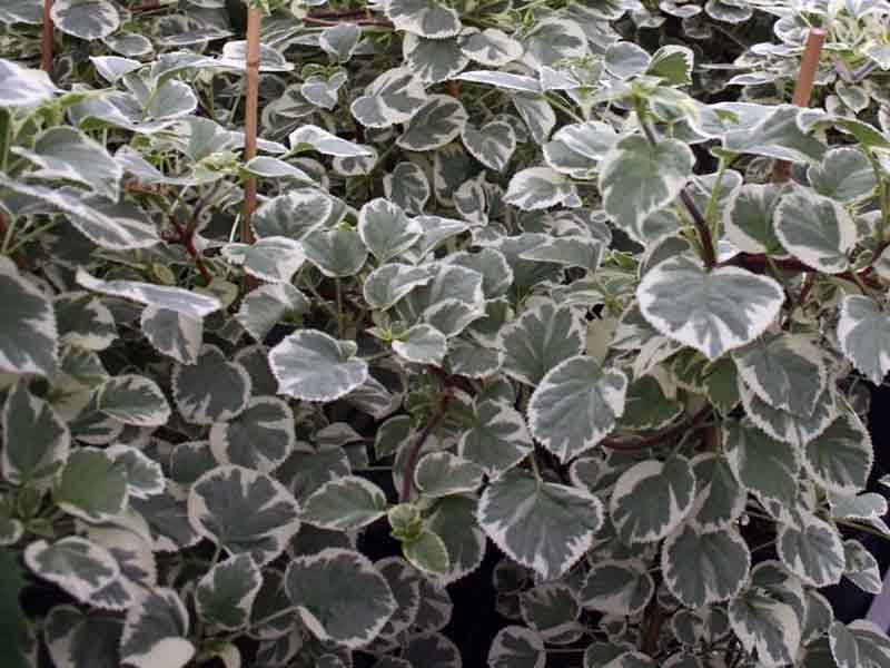 hortensja-pnaca-silver-lining-sadzonki