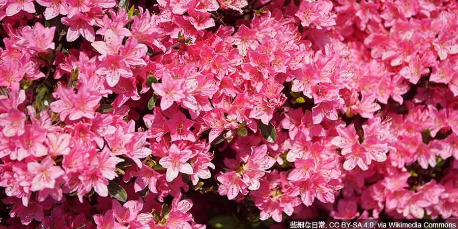 kwitnąca azalia japońska po zastosowaniu odpowiedniego nawozu