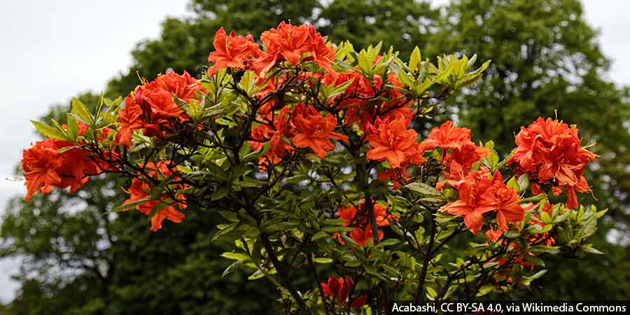 azalia wielkokwiatowa kwitnienie – efekt prawidłowego nawożenia