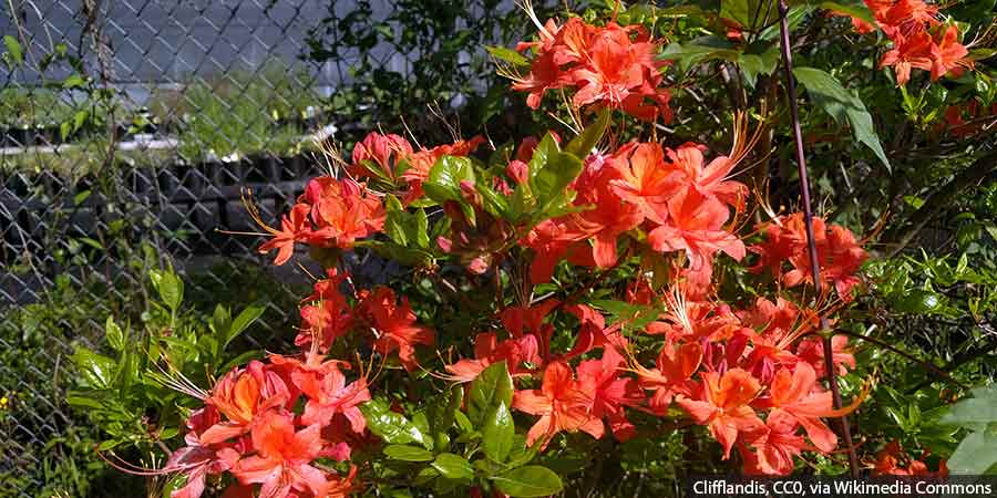 Pełnia kwitnienia azalii wielkokwiatowej w ogrodzie